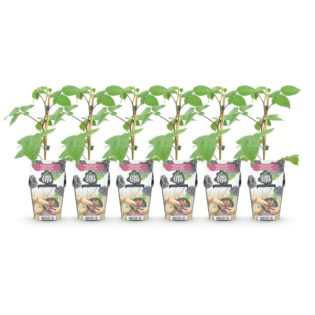 Green boutiQ - Plants fruitiers - Mûre - Rubus Black Satin - Rustique - 6 plantes - Pot 9 cm - Mûre noire