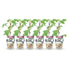 Green boutiQ - Plants fruitiers - Mûre - Rubus Black Satin - Rustique - 6 plantes - Pot 9 cm - Mûre noire