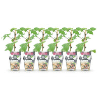 Green boutiQ - Fruitplanten - Braam - Rubus Black Satin - Winterhard - 6 Planten - Pot 9 cm - Zwarte Braam