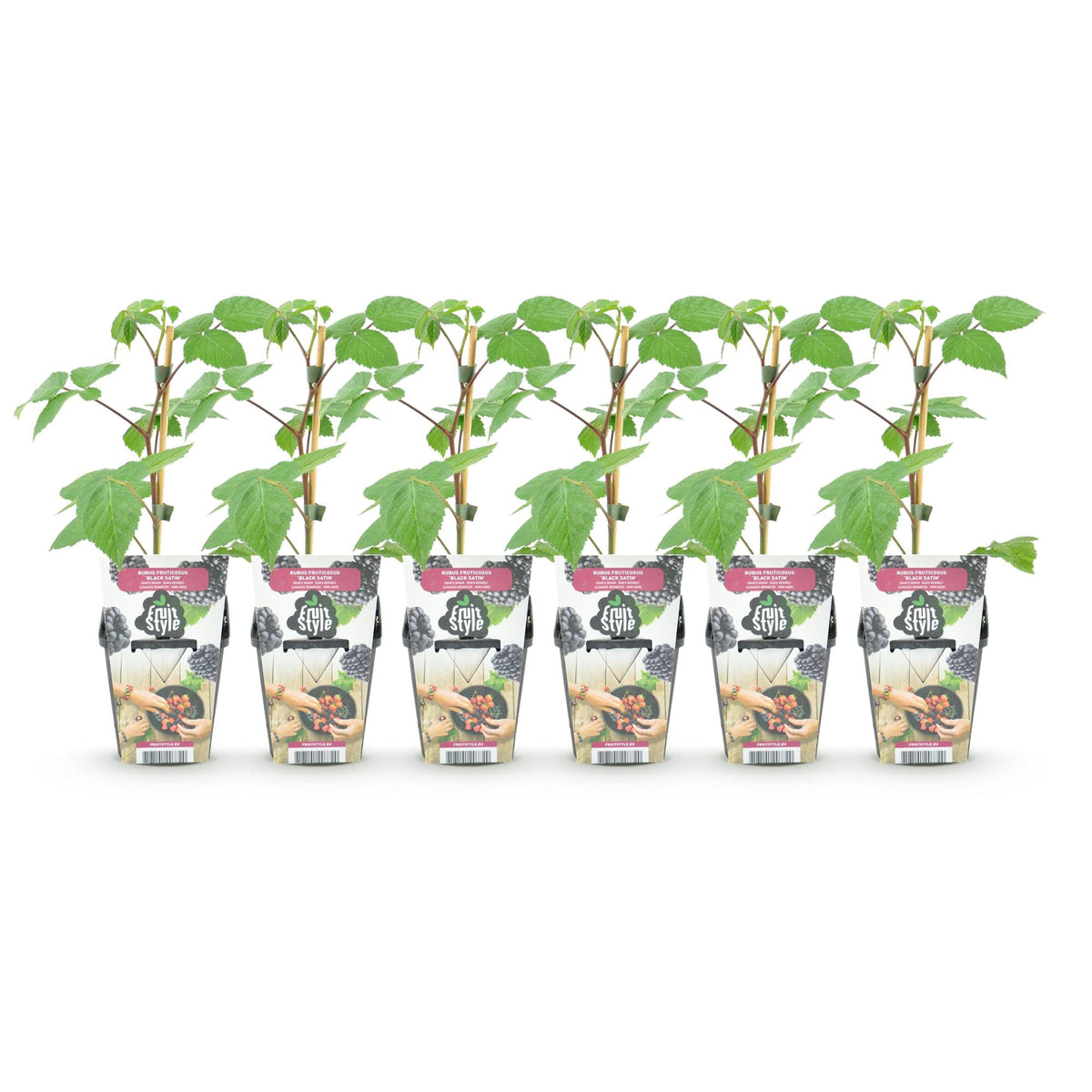 Green boutiQ - Plants fruitiers - Mûre - Rubus Black Satin - Rustique - 6 plantes - Pot 9 cm - Mûre noire