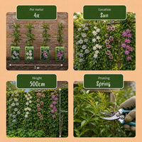8x Passiflora Rainbow - Rainbow passion flower - White - Purple - Pink - Purple - Climber - Ø9cm - ↕35cm