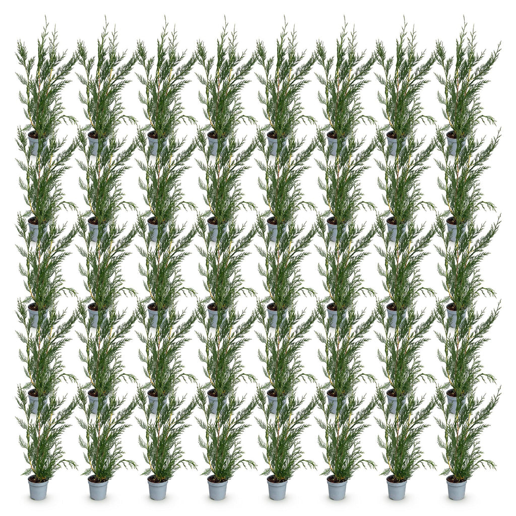 Green boutiQ - 40x Cupressocyparis leylandii 2011 - Cyprès de Leyland - Plantes de haie - Persistant - Vert - Pot 9cm - Hauteur 30-40cm