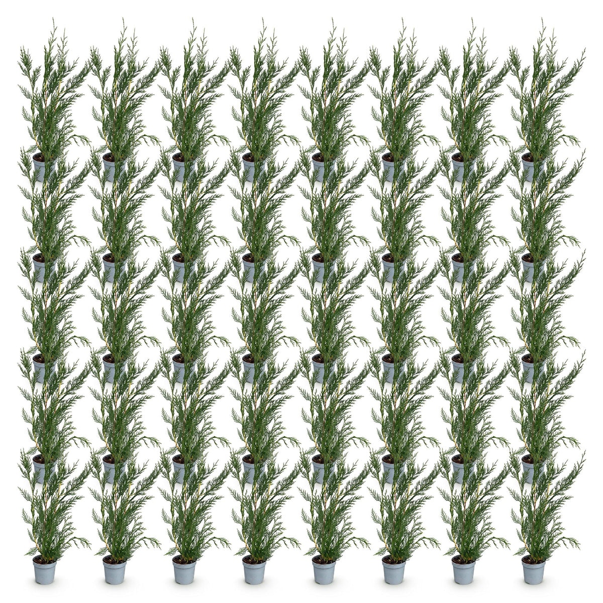 Green boutiQ - 40x Cupressocyparis leylandii 2011 - Leylandii - Haagplanten - Groenblijvend - Groen - Pot 9cm - Hoogte 30-40cm