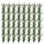 Green boutiQ - 40x Cupressocyparis leylandii 2011 - Cyprès de Leyland - Plantes de haie - Persistant - Vert - Pot 9cm - Hauteur 30-40cm