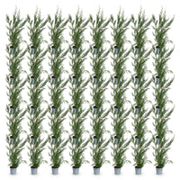 Green boutiQ - 40x Cupressocyparis leylandii 2011 - Leylandii - Haagplanten - Groenblijvend - Groen - Pot 9cm - Hoogte 30-40cm