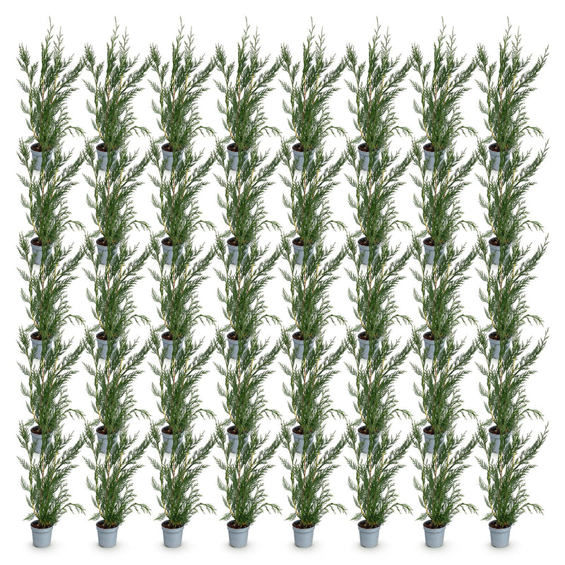 Green boutiQ - 40x Cupressocyparis leylandii 2011 - Leylandii - Haagplanten - Groenblijvend - Groen - Pot 9cm - Hoogte 30-40cm