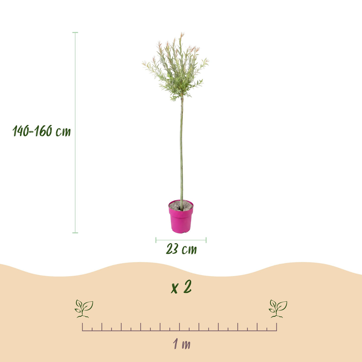 4x - Salix Flamingo - Ø23cm - ↕140-160cm