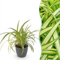 Green boutiQ - Zimmerpflanze - Chlorophytum comosum Variegatum - Bunte Grünlilie - Haustierfreundliche Pflanze - Grün - 1 Pflanze - mit Topf Grau - Topf 12cm - Höhe 20cm