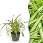 Green boutiQ - Zimmerpflanze - Chlorophytum comosum Variegatum - Bunte Grünlilie - Haustierfreundliche Pflanze - Grün - 1 Pflanze - mit Topf Grau - Topf 12cm - Höhe 20cm