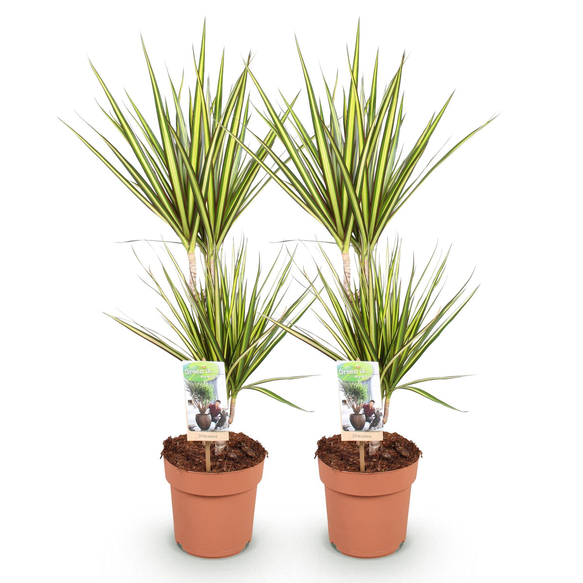 Green BoutiQ - Le vert, c'est... Plantes d'intérieur - Dracaena Sunray - Dragonnier - Entretien facile - Vert - 2 Plantes - Pot 17cm - Hauteur 70-75cm