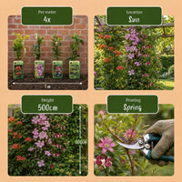 4x Klimplanten Rainbow Courfull - Rainbow Colorful Climbing Plants - Light Pink - White - Purple - Climber - Ø9cm - ↕35cm