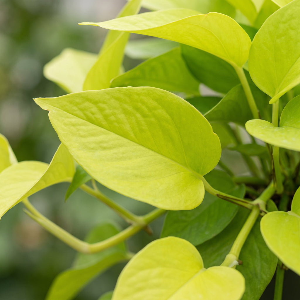 Philodendron Neon - Neon Philodendron - Yellow - Tropical - Ø6cm - ↕15cm