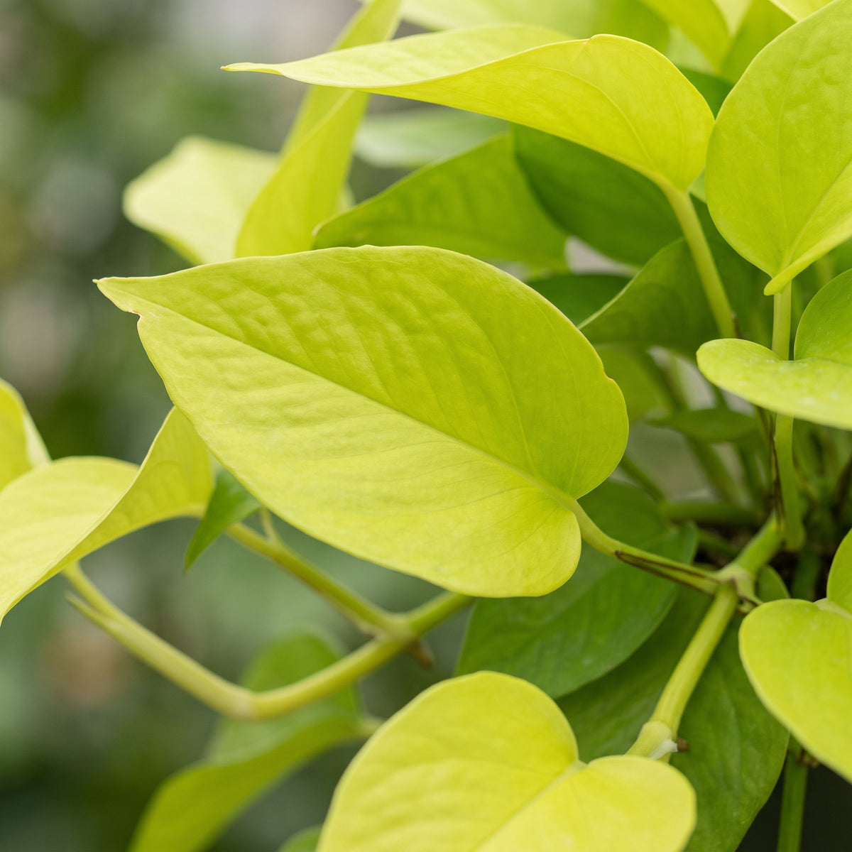 Philodendron Neon - Neon Philodendron - Yellow - Tropical - Ø6cm - ↕15cm