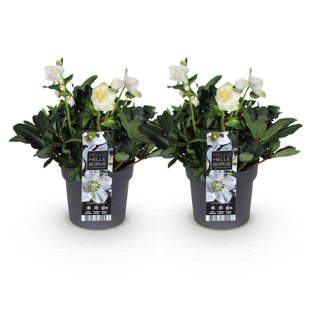 Green boutiQ - Plante de jardin - Rose de Noël - Hellébore Christmas Carol - Fleur Blanche - 2 Plantes - Persistante - Pot 17cm Hauteur 35cm