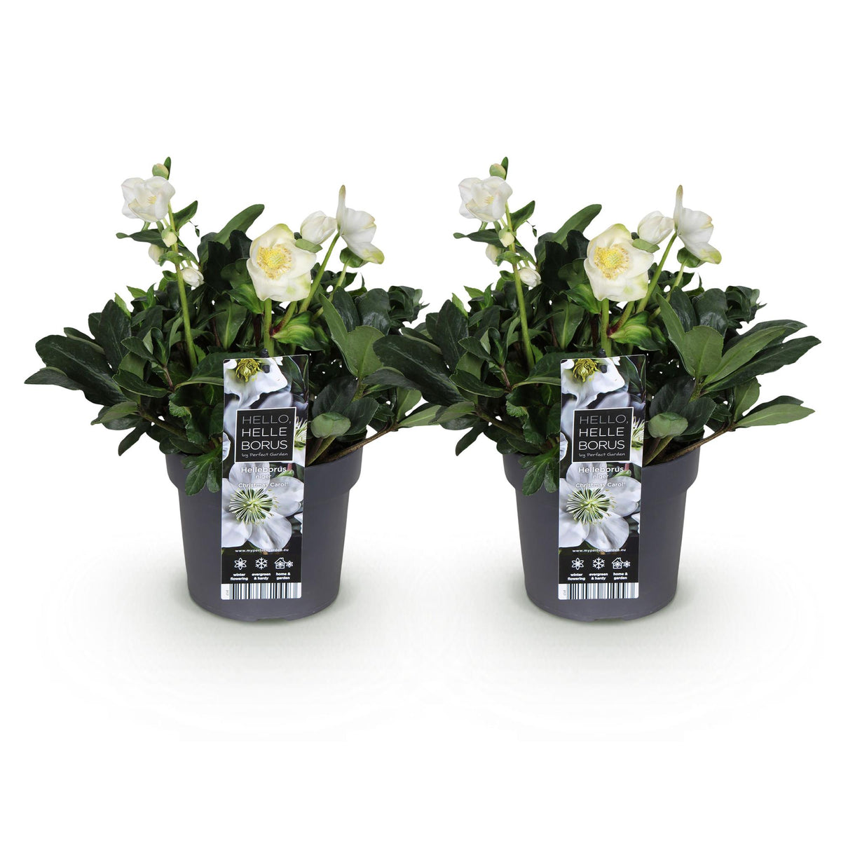 Green boutiQ - Plante de jardin - Rose de Noël - Hellébore Christmas Carol - Fleur Blanche - 2 Plantes - Persistante - Pot 17cm Hauteur 35cm