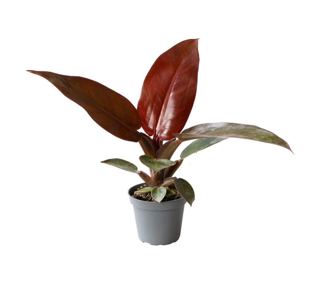 Philodendron Sun Red - Philodendron Sun Red - Green - Red - Pink - Tropical - Ø6cm - ↕10cm