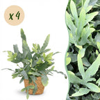Green boutiQ - Plante d'intérieur - Phlebodium aureum Blue Star - Fougère bleue - Plante adaptée aux animaux domestiques - Bleu - 4 Plantes - avec Panier - Pot 12 cm - Hauteur 25 cm