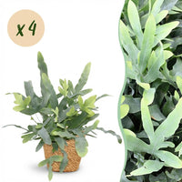 Green boutiQ - Kamerplant - Phlebodium aureum Blue Star - Blauwe Varen - Huisdiervriendelijke Plant - Blauw - 4 Planten - met Mand - Pot 12cm - Hoogte 25cm
