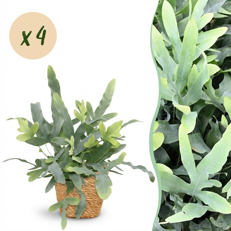 Green boutiQ - Kamerplant - Phlebodium aureum Blue Star - Blauwe Varen - Huisdiervriendelijke Plant - Blauw - 4 Planten - met Mand - Pot 12cm - Hoogte 25cm
