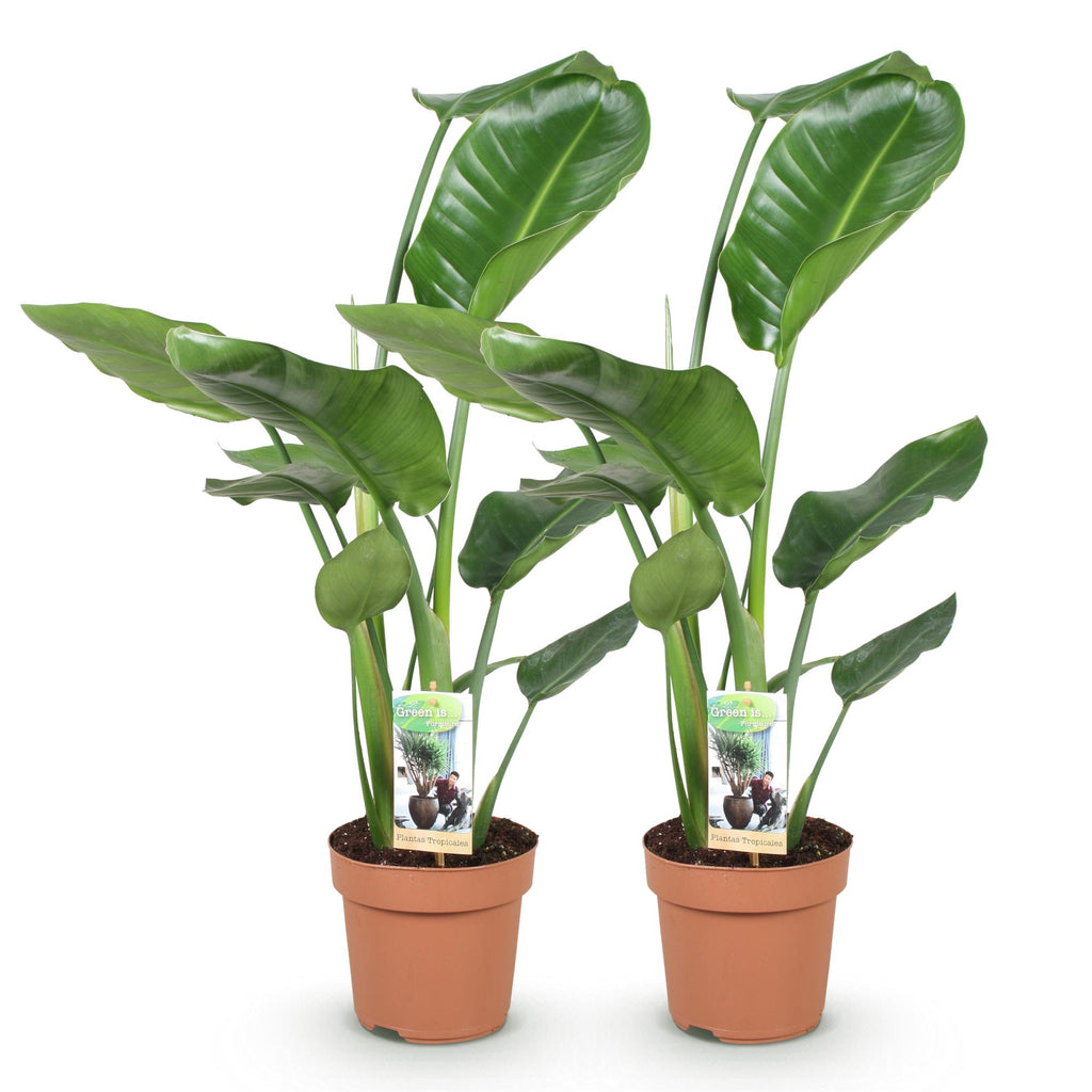 Green BoutiQ - Le vert, c'est... Plantes d'intérieur - Strelitzia Nicolai - Oiseau de paradis - Entretien facile - Vert - 2 plantes - Pot 17cm - Hauteur 70-90cm