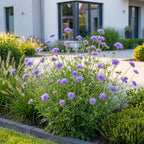 Green boutiQ - Stauden - Scabiosa col. Butterfly Blue - Tauben-Skabiose - Bienen- und Schmetterlingsmagnet - Lila - 6 Pflanzen - Topf 11cm - Höhe 15-25cm