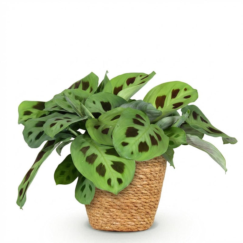 Green boutiQ - Kamerplant - Maranta Fascinator Kerchoveana - Zebraplant - Huisdiervriendelijke Plant - Groen - 1 Plant - met Mand - Pot 12cm - Hoogte 25cm