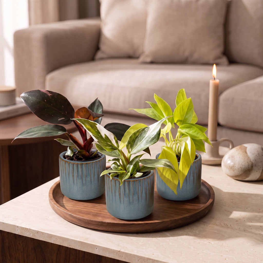 3x Baby Philodendron Tricolour - White - Pink - Yellow - Green - Tropical - incl. Linnea Misty Blue - Ø6cm - ↕10-15cm