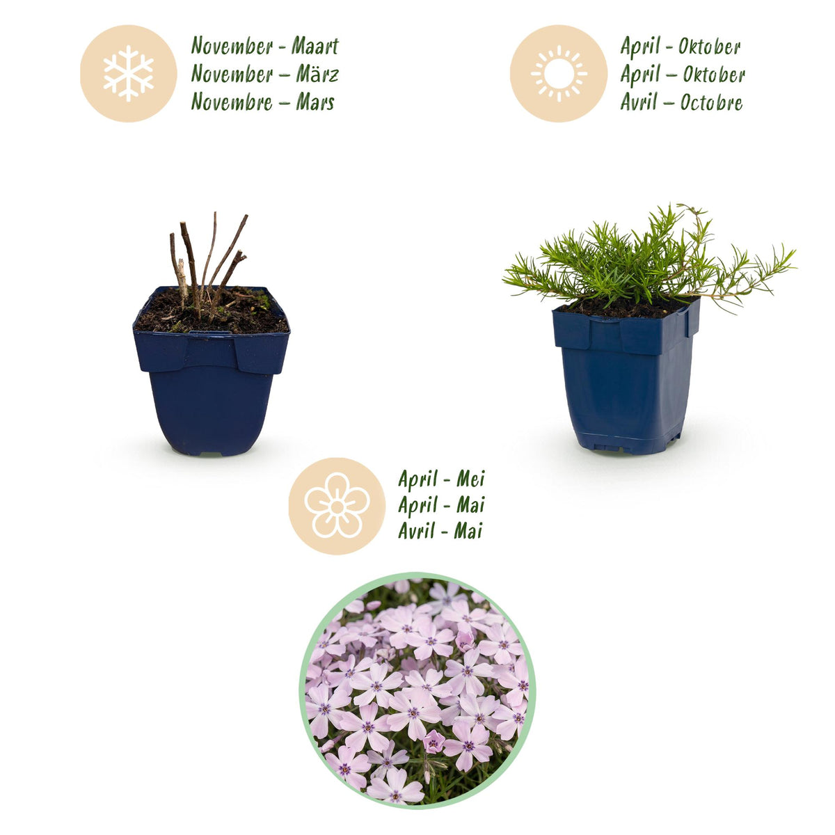 Green boutiQ - Stauden - Phlox Benita - Flammenblume - Bodendeckend - Blau - 1 Pflanze - Topf 11cm - Höhe 15-25cm
