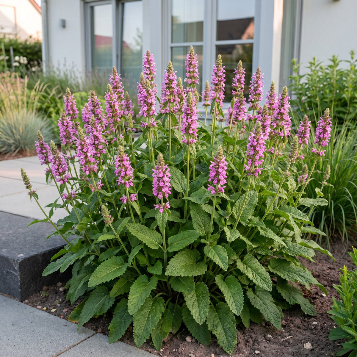 Green boutiQ - Perennial - Stachys off. Ukkie - Lamb's Ear - Rock Plants - Pink - 6 Plants - Pot 11cm - Height 15-25cm
