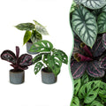 3x Baby Jungle Mix - Various colours - Tropical - incl. Linnea Misty Blue - Ø6cm - ↕10-15cm