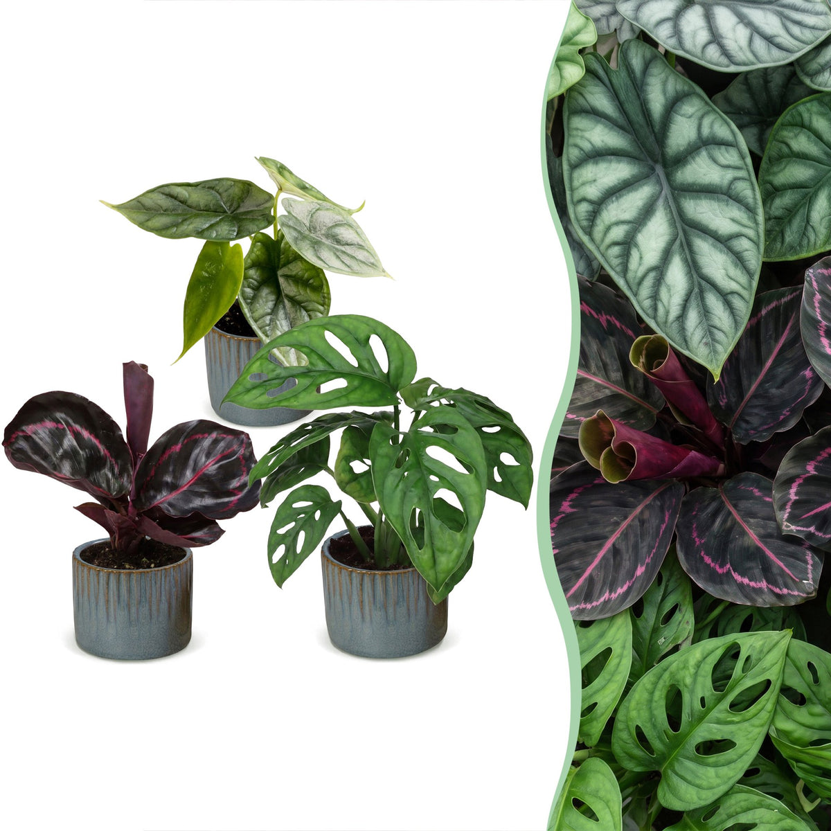 3x Baby Jungle Mix - Various colours - Tropical - incl. Linnea Misty Blue - Ø6cm - ↕10-15cm