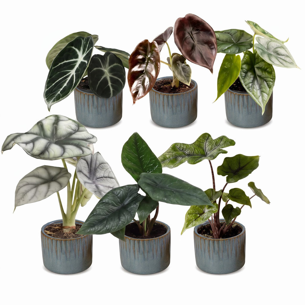 6x Baby Alocasia Familie - Red - Green - Black - Silver - Grey - Tropical - incl. Linnea Misty Blue - Ø6cm - ↕12cm