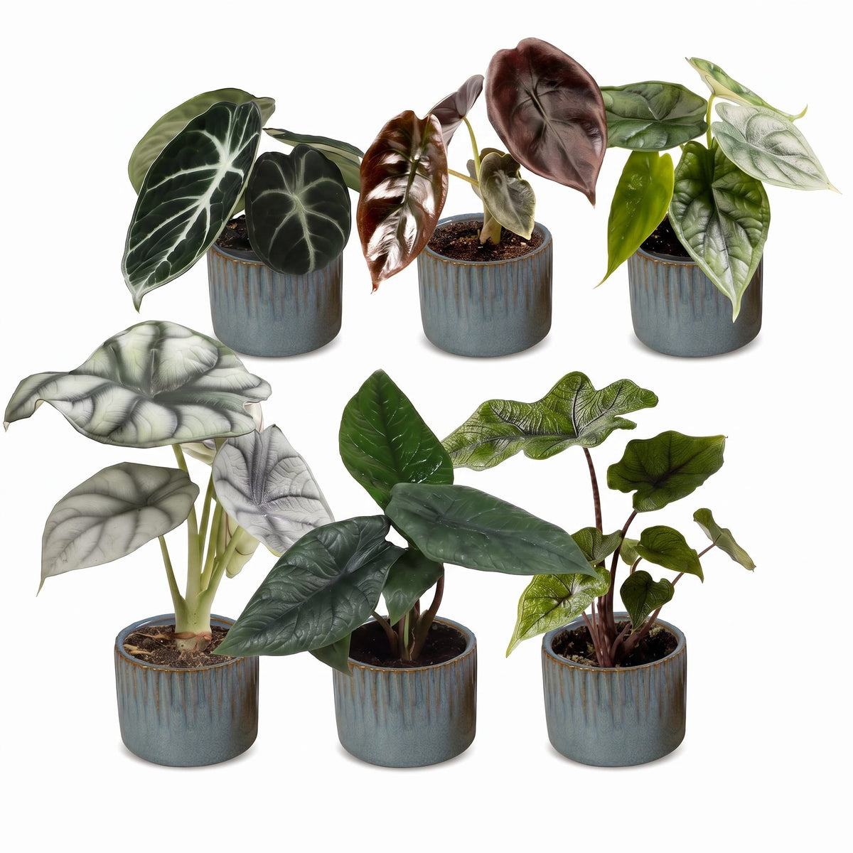 6x Baby Alocasia Familie - Red - Green - Black - Silver - Grey - Tropical - incl. Linnea Misty Blue - Ø6cm - ↕12cm
