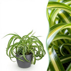 Green boutiQ - Plante d'intérieur - Chlorophytum comosum Bonnie - Plante araignée frisée - Plante adaptée aux animaux de compagnie - Vert - 1 plante - avec pot gris - Pot 12 cm - Hauteur 20 cm