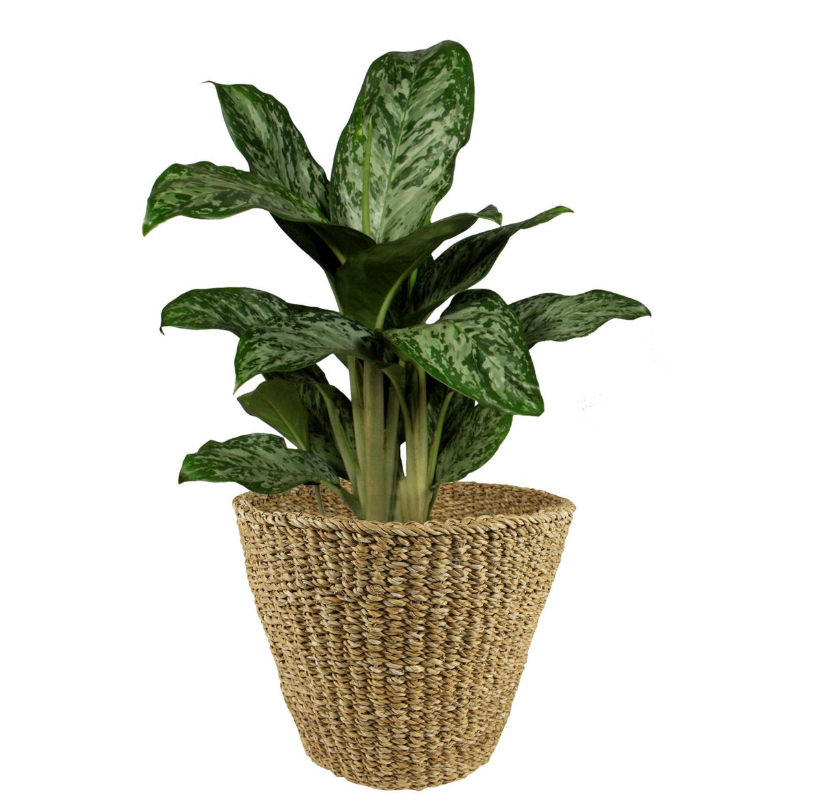 Panier - Brun clair - Jip naturel - XL - H31 L37