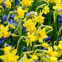 200x Narcissus Tete-A-Tete - Miniatuurnarcis - Geel - Voorjaarsbloeier - Bolmaat 10/11