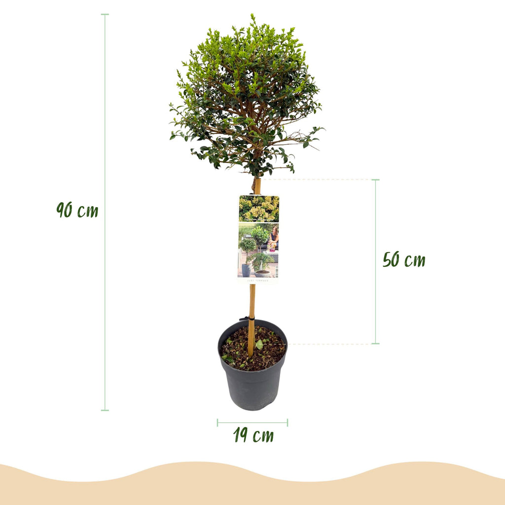 Green boutiQ - Plante sur tige - Ligustrum delavayanum - Plante de terrasse - Persistant - Rustique - Feuillage vert - Pot 19cm Hauteur 90cm