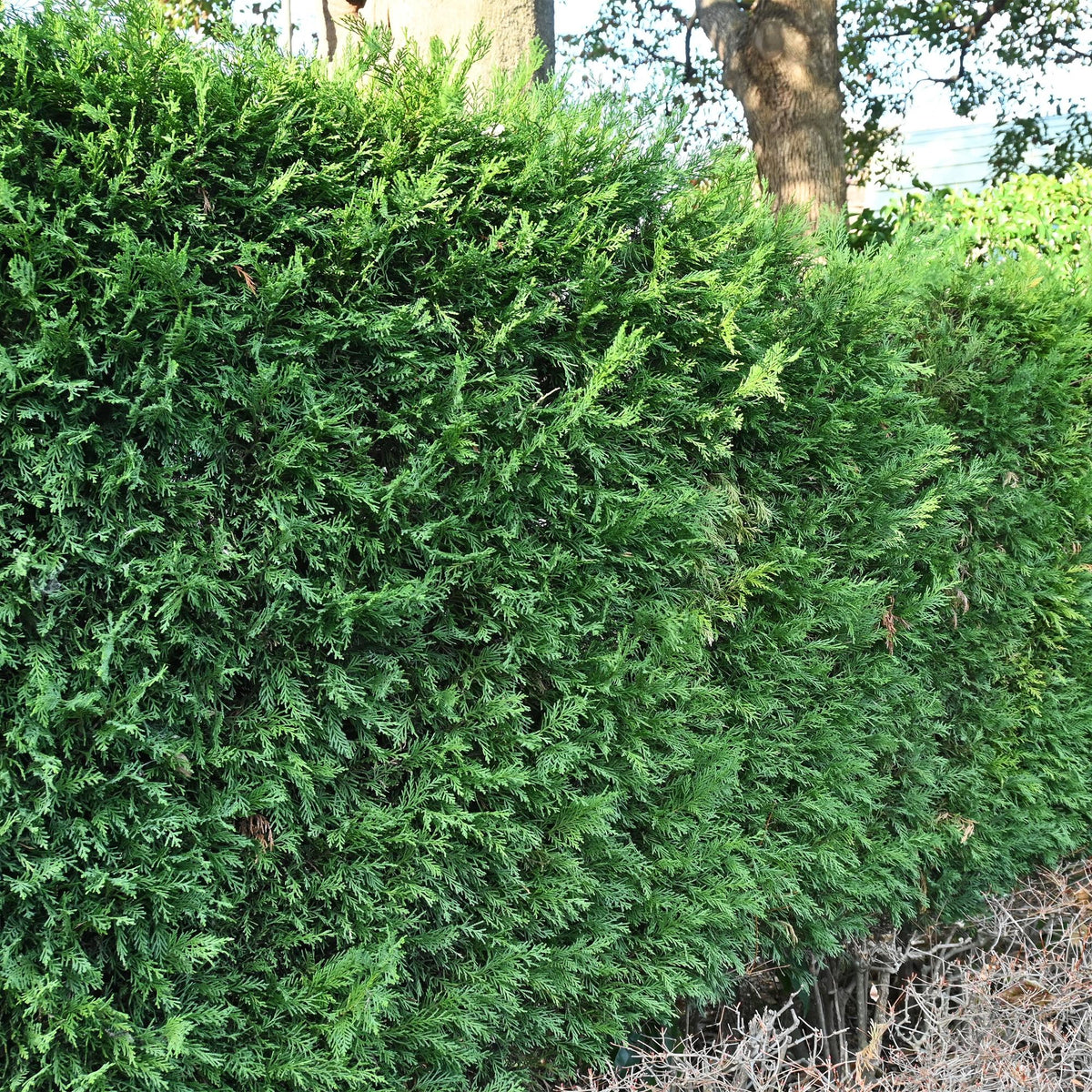 Green boutiQ - Haagplanten - Cupressocyparis leylandii - blad groen - 8 planten - 1 strekkende meter - groenblijvend - pot 9cm hoogte 35-40cm