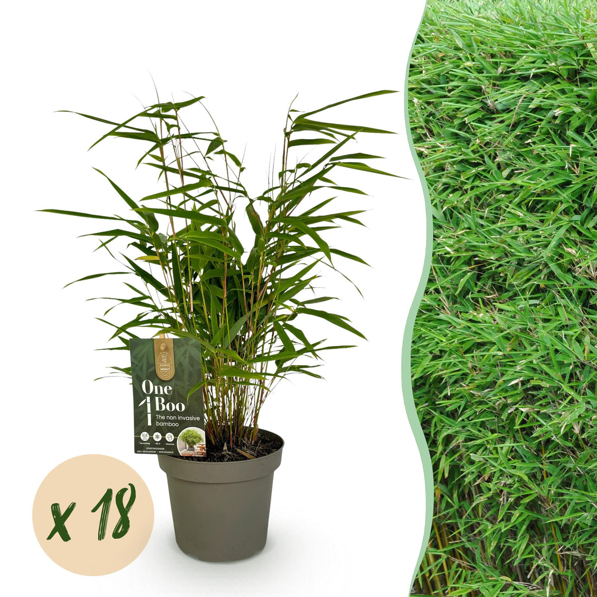 Green boutiQ - Bambus - Fargesia Rufa - Immergrün - Nicht wuchernd - Grün - 18 Pflanzen - Topf 14cm - Höhe 35cm