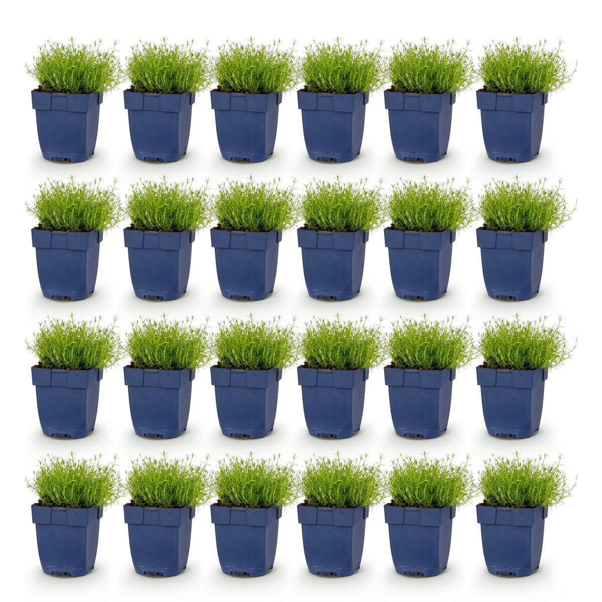 Green boutiQ - Perennial - Sagina subulata - Stonecrop - White - 24 Plants - Pot 11cm - Height 15-25cm