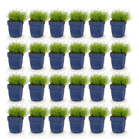Green boutiQ - Perennial - Sagina subulata - Stonecrop - White - 24 Plants - Pot 11cm - Height 15-25cm