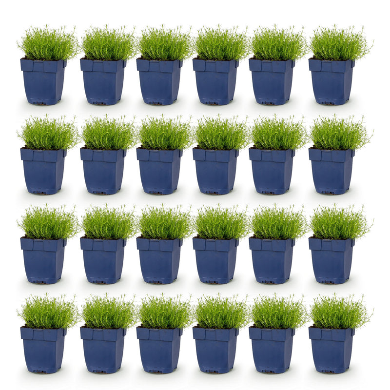 Green boutiQ - Perennial - Sagina subulata - Stonecrop - White - 24 Plants - Pot 11cm - Height 15-25cm