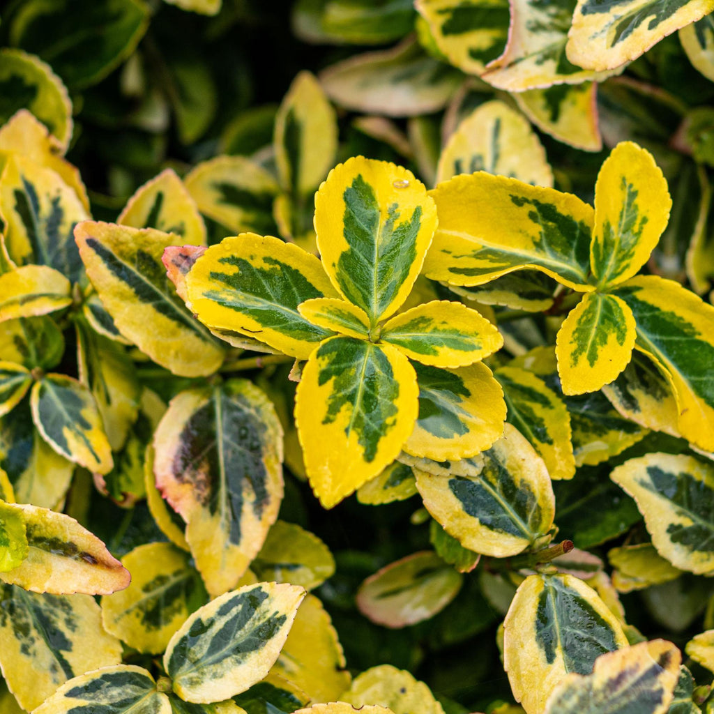 Green boutiQ - Stämmchen - Euonymus fortunei Emerald 'n' Gold - Terrassenpflanze - Immergrün - Winterhart - Grün-gelbes Blatt - Topf 19 cm, Höhe 90 cm