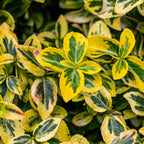 Green boutiQ - Stämmchen - Euonymus fortunei Emerald 'n' Gold - Terrassenpflanze - Immergrün - Winterhart - Grün-gelbes Blatt - Topf 19 cm, Höhe 90 cm