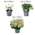 Green boutiQ - Terrassenpflanze - Hortensie - Hydrangea Magical Jewel Blue - Blau - 6-10 Blüten - 2 Pflanzen - Topf 23cm Höhe 55cm