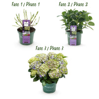 Green boutiQ - Terrasplant - Hortensia - Hydrangea Magical Jewel Blue - Blauw - 6-10 Bloemen - 2 Planten - Pot 23cm Hoogte 55cm