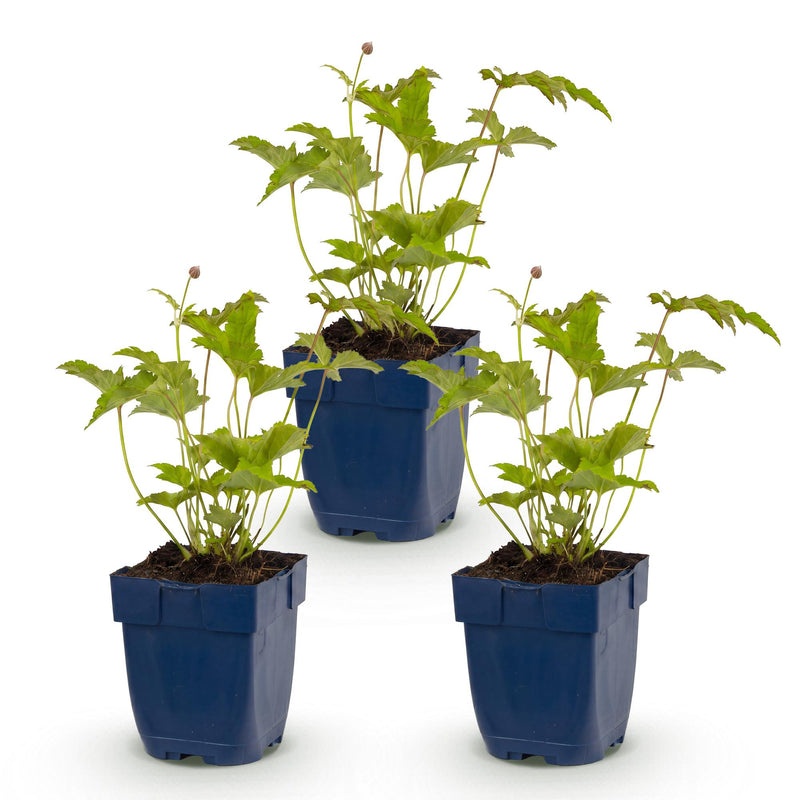 Green boutiQ - Vasteplant - Anemone hybr. Hon. Jobert - Herfst Anemoon - Schaduw - Wit - 3 Planten - Pot 11cm - Hoogte 15-25cm