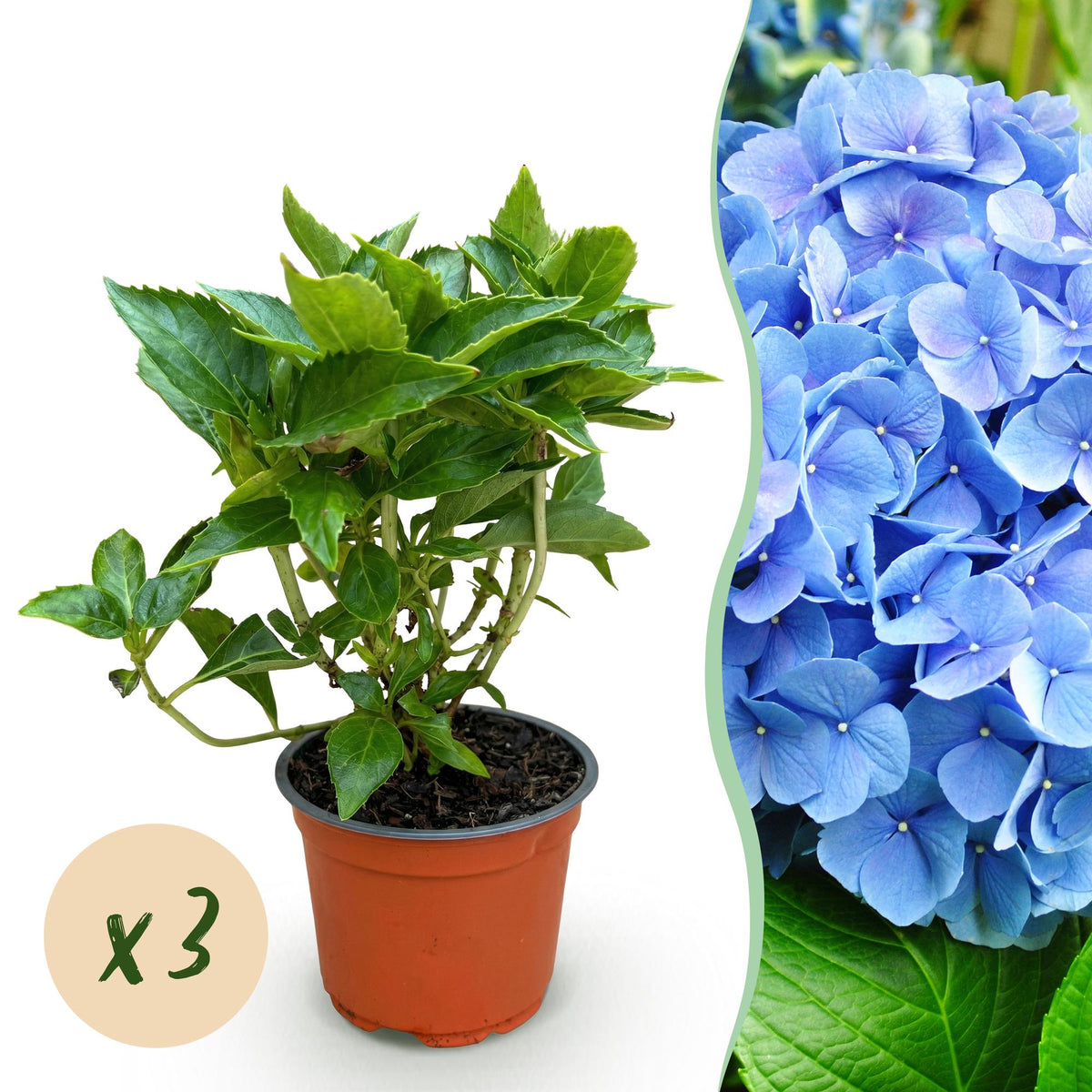Green boutiQ - Gartenpflanze - Hydrangea macrophylla Blau - Hortensie - Winterhart - Blau - 3 Pflanzen - Topf 12cm - Höhe 20-30cm