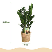 Green BoutiQ - Green is... Kamerplanten - Zamioculcas - ZZ-plant - Weinig onderhoud - met mand - Groen - 1 Plant - Pot 17cm - Hoogte 65-75cm