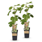 Green boutiQ - Plante fruitière - Ficus carica Little Miss Figgy - Figuier - Rustique - Fruit rouge - 2 plantes - Pot 15 cm - Hauteur 50 cm